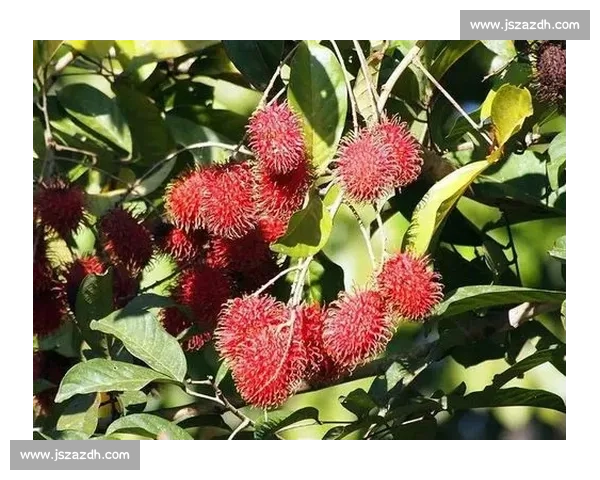 意大利迎战哥斯达黎加强强对话考验战术与意志的关键一役